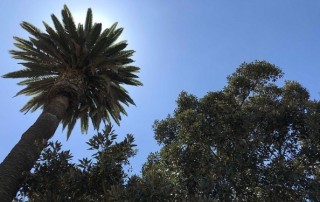 Balboa Park Tree Canopy_Erik Anderson
