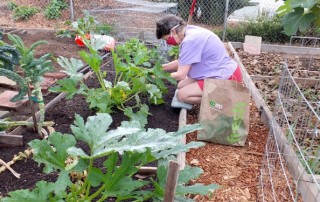 Gardener at Juniper-Front Community Garden in San Diego