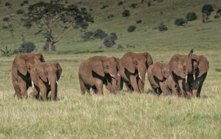 Heart of Africa, Zoological Society of San Diego