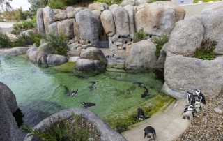 Penguin habitat, Zoological Society of San Diego