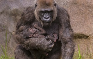 Gorillas, Zoological Society of San Diego